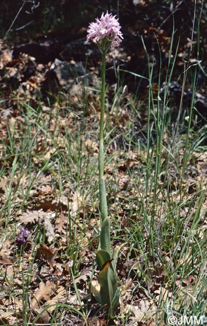 Orchis tridentata = Neotinea tridentata = Odontorchis tridentata