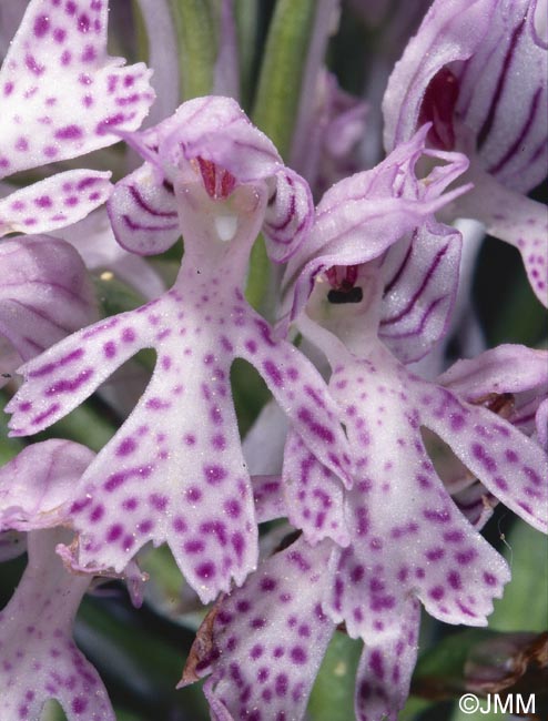 Orchis tridentata = Neotinea tridentata = Odontorchis tridentata