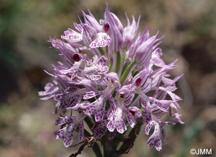 Orchis tridentata = Neotinea tridentata = Odontorchis tridentata