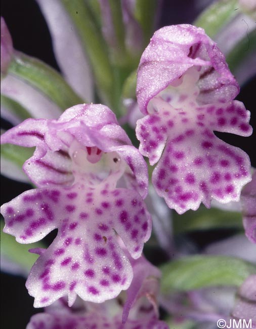 Orchis tridentata = Neotinea tridentata = Odontorchis tridentata