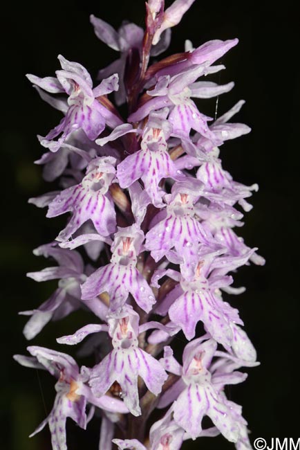 Dactylorhiza fuchsii