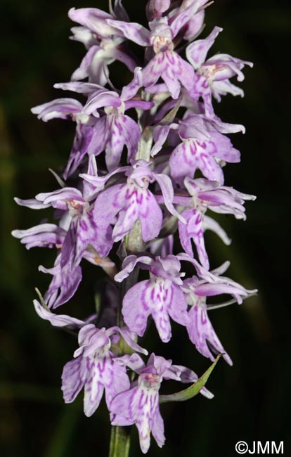 Dactylorhiza fuchsii