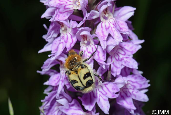 Dactylorhiza fuchsii