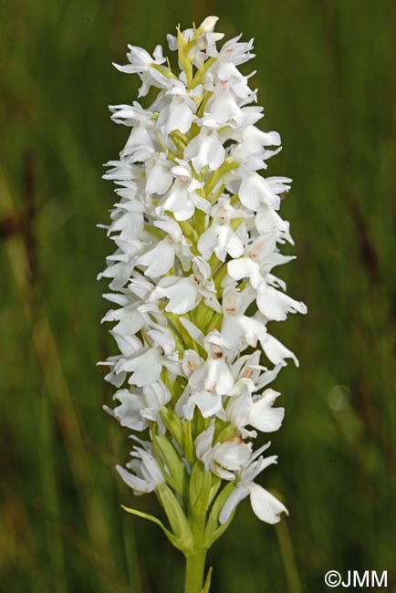 Dactylorhiza transsilvanica