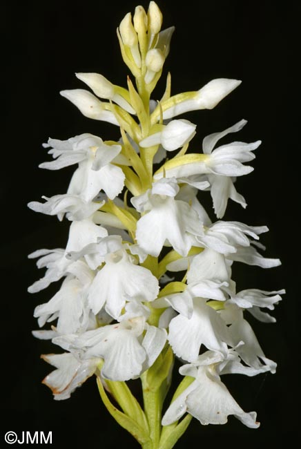 Dactylorhiza transsilvanica