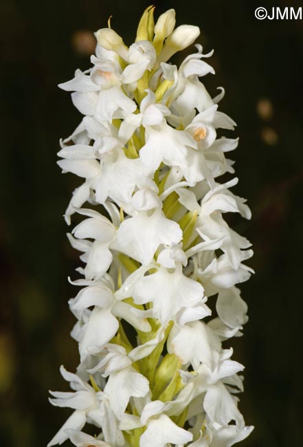 Dactylorhiza transsilvanica