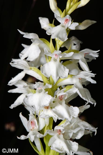 Dactylorhiza transsilvanica