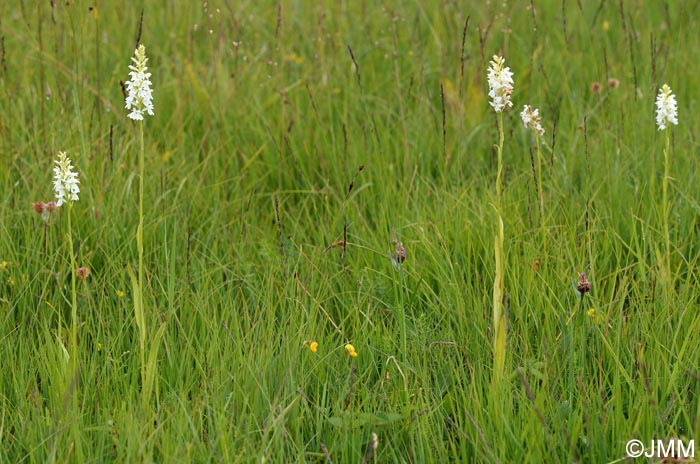 Dactylorhiza transsilvanica