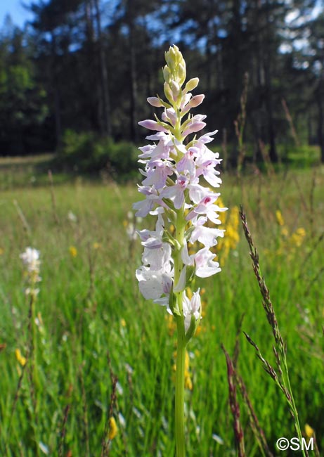 Dactylorhiza transsilvanica