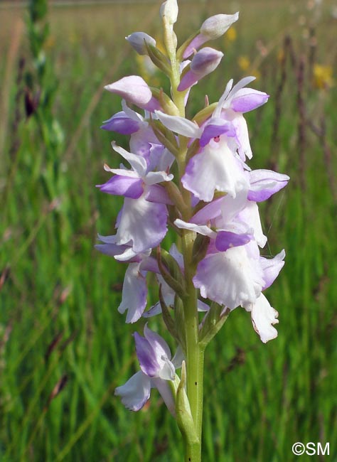 Dactylorhiza transsilvanica