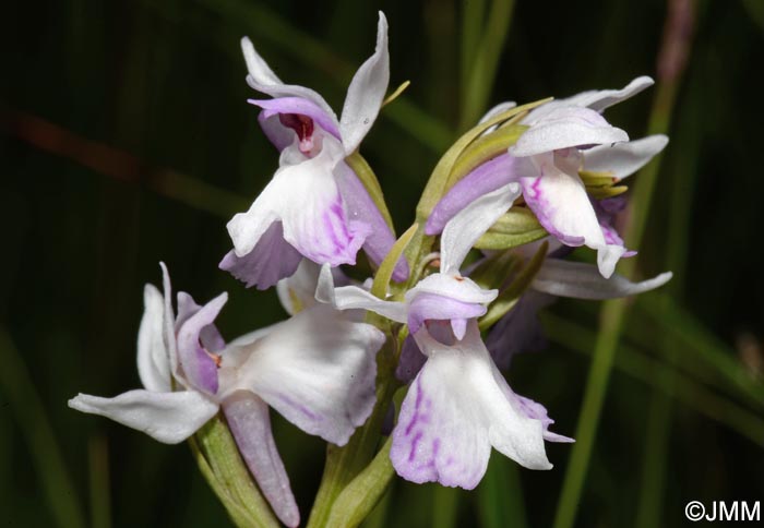 Dactylorhiza transsilvanica