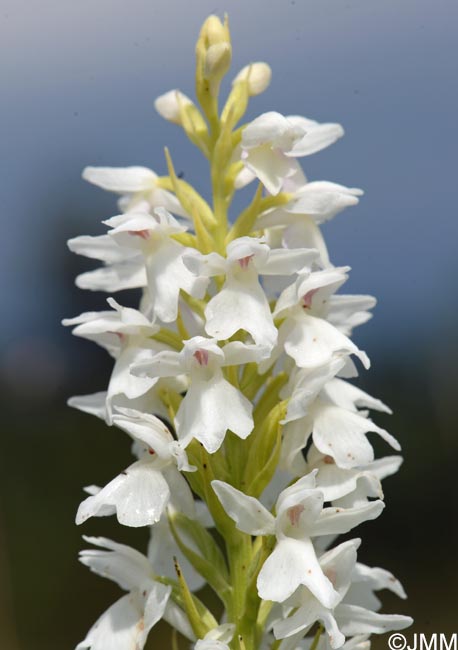 Dactylorhiza transsilvanica