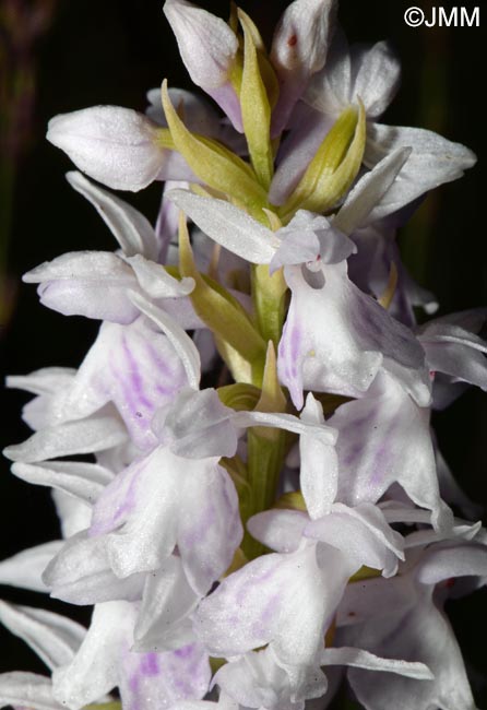 Dactylorhiza transsilvanica