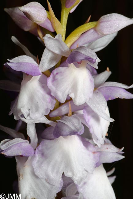 Dactylorhiza transsilvanica