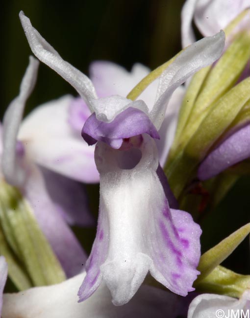 Dactylorhiza transsilvanica