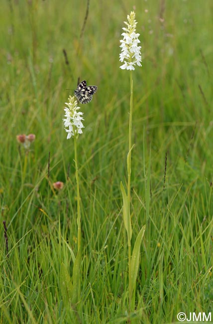 Dactylorhiza transsilvanica