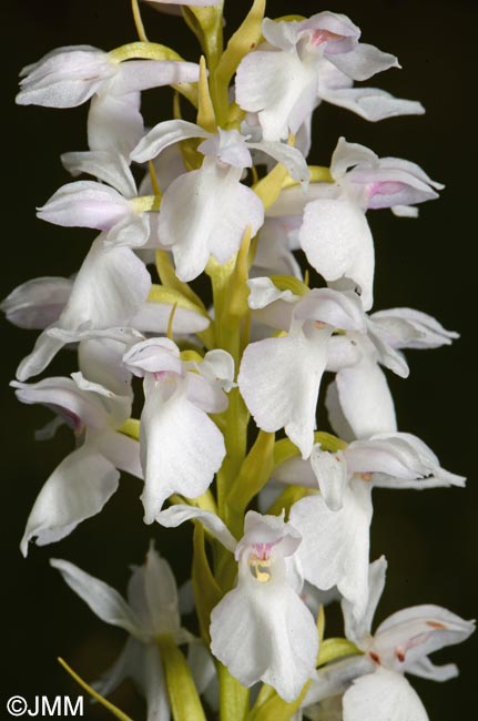 Dactylorhiza transsilvanica