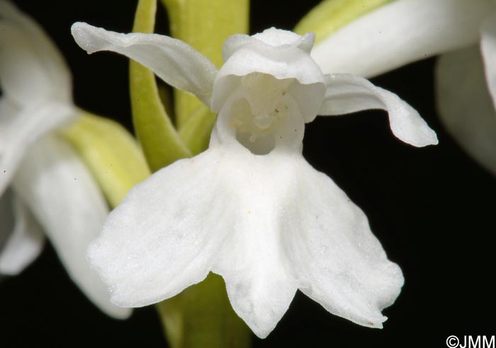 Dactylorhiza transsilvanica