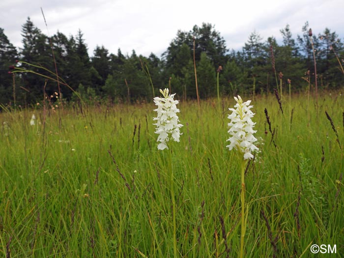 Dactylorhiza transsilvanica