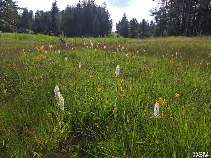 Dactylorhiza transsilvanica