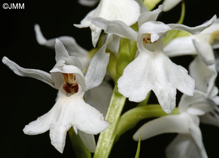 Dactylorhiza transsilvanica var. huneadensis