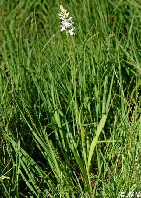 Dactylorhiza transsilvanica var. huneadensis