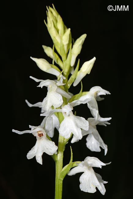 Dactylorhiza transsilvanica var. huneadensis