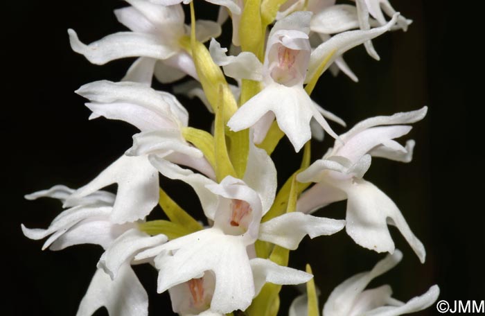 Dactylorhiza transsilvanica var. huneadensis