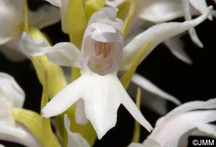 Dactylorhiza transsilvanica var. huneadensis