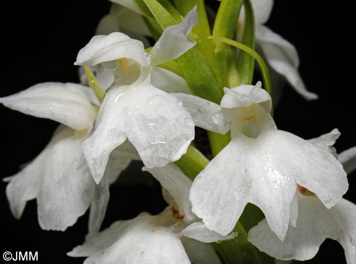 Dactylorhiza transsilvanica var. huneadensis