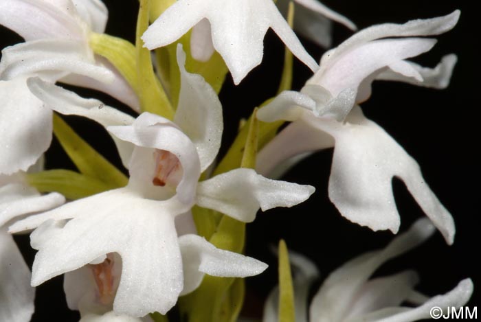 Dactylorhiza transsilvanica var. huneadensis