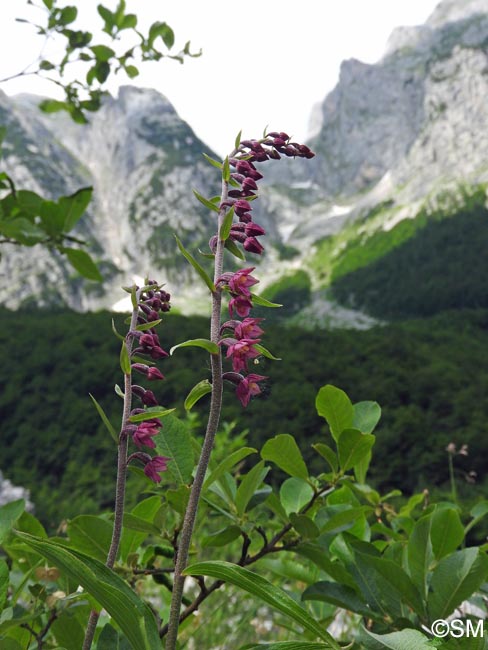 Epipactis atrorubens