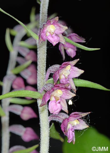 Epipactis atrorubens