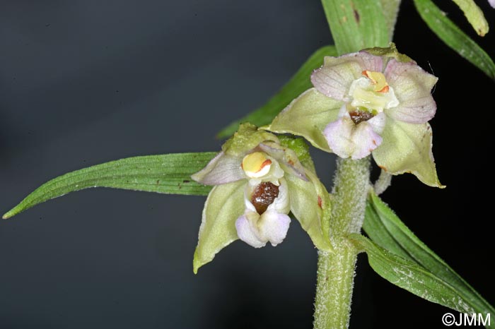 Epipactis helleborine