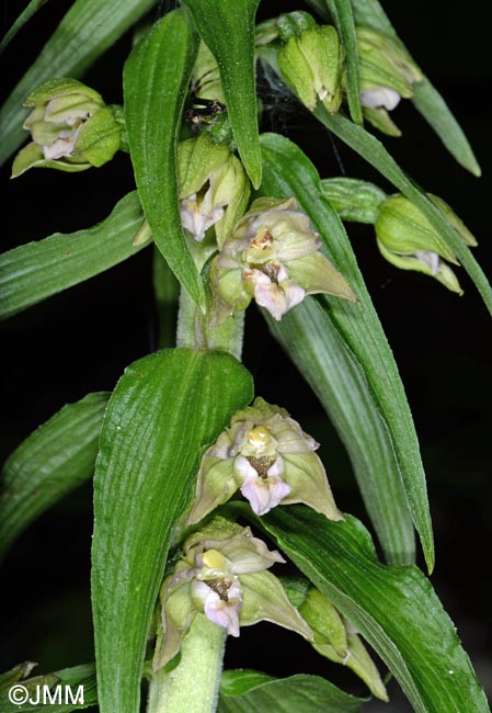 Epipactis helleborine var. orbicularis