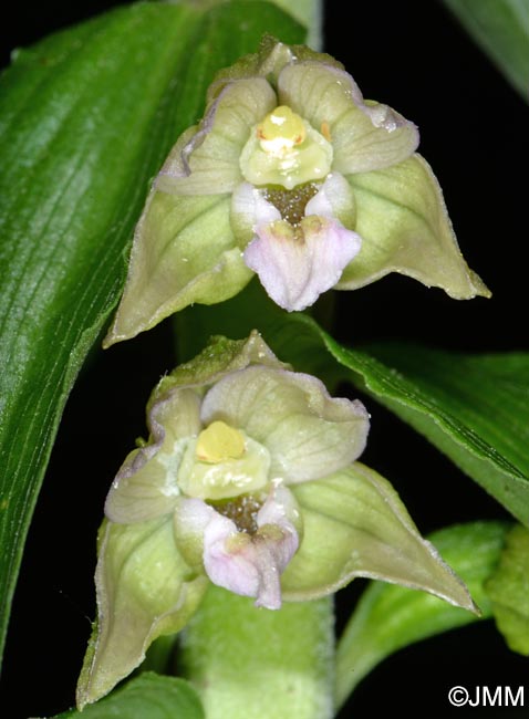 Epipactis helleborine var. orbicularis