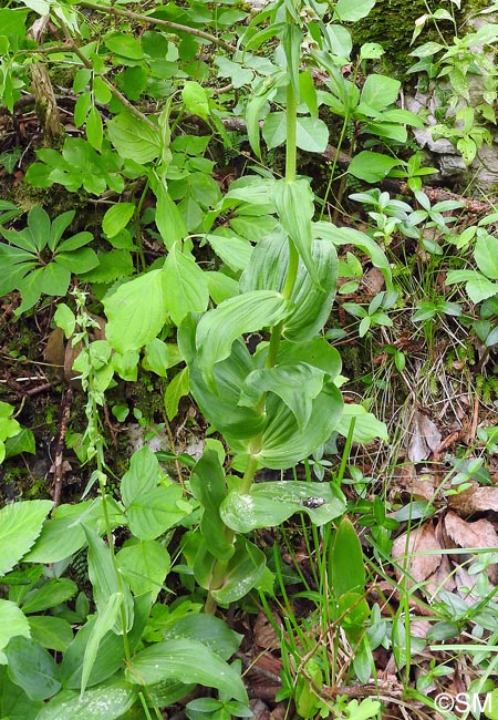 Epipactis helleborine var. orbicularis