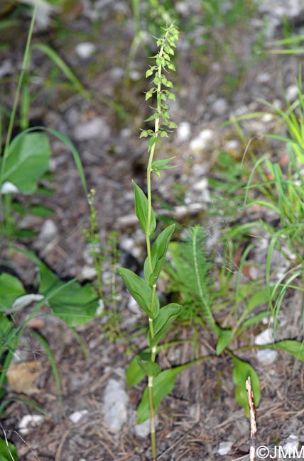 Epipactis helleborine var. orbicularis