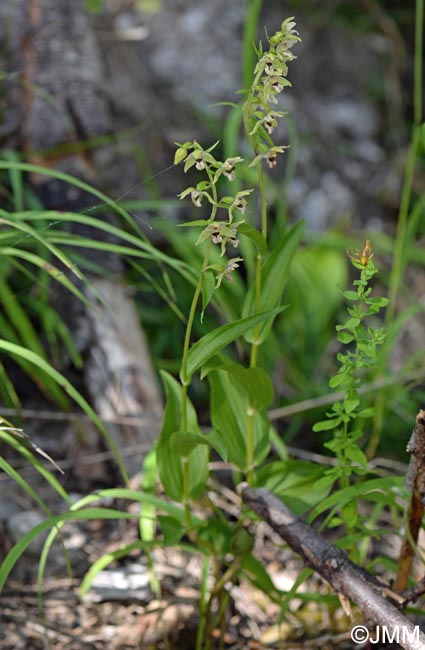 Epipactis helleborine var. orbicularis