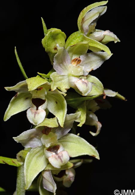 Epipactis helleborine var. orbicularis