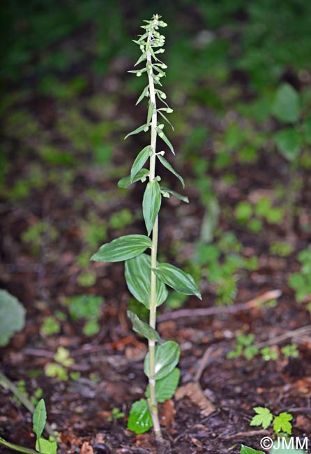 Epipactis leptochila