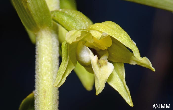 Epipactis leptochila