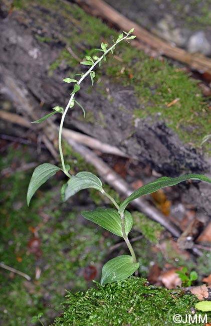 Epipactis voethii