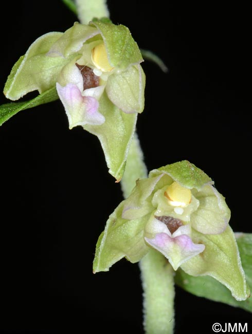 Epipactis voethii