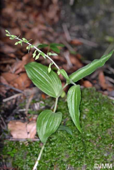 Epipactis voethii