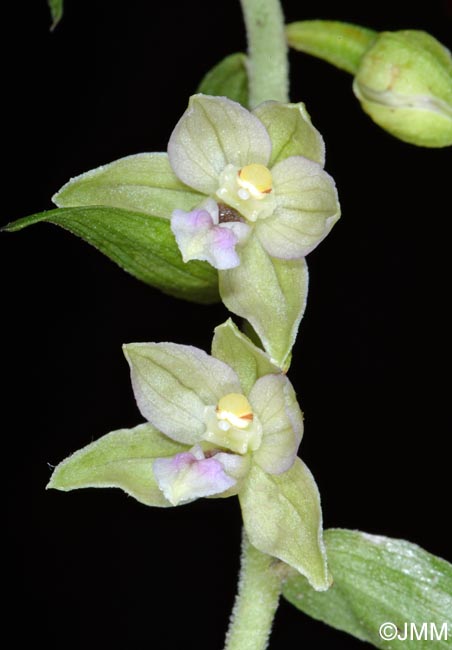 Epipactis voethii