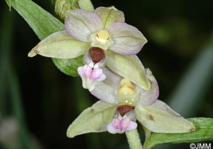 Epipactis voethii