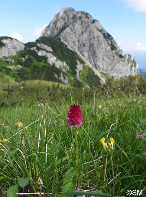 Gymnadenia bicolor = Nigritella bicolor