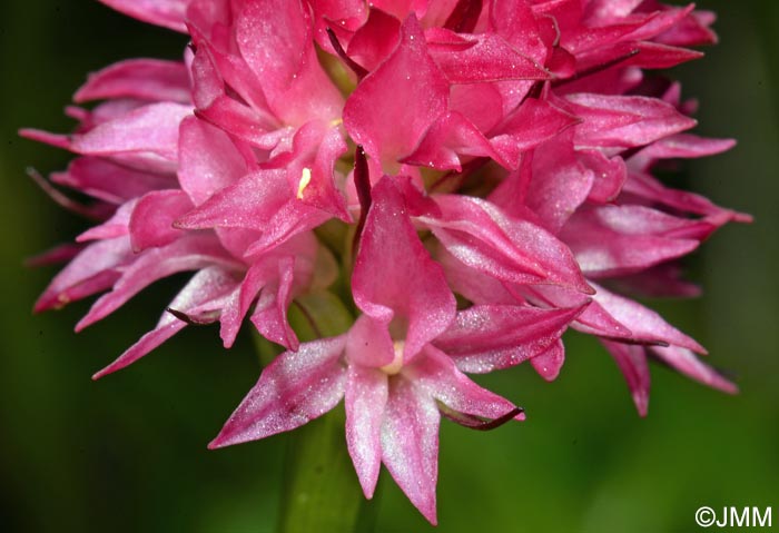 Gymnadenia bicolor = Nigritella bicolor