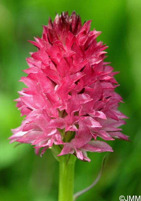 Gymnadenia bicolor = Nigritella bicolor